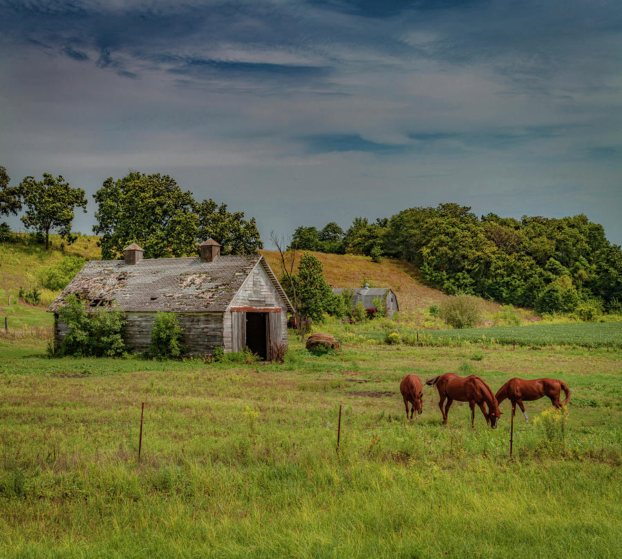 Summer Pasture Photograph by Ray Congrove