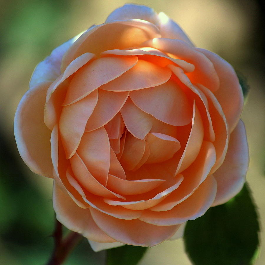 Flower Photograph - Summer Peachy Rose by Rosanne Jordan