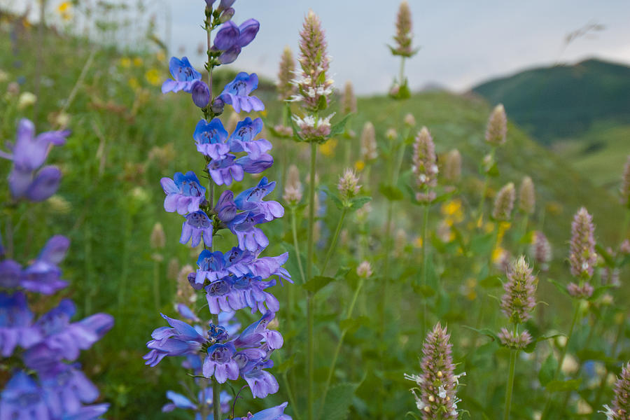Summer Penstemon Wildflower Blooms Photograph by Cascade Colors
