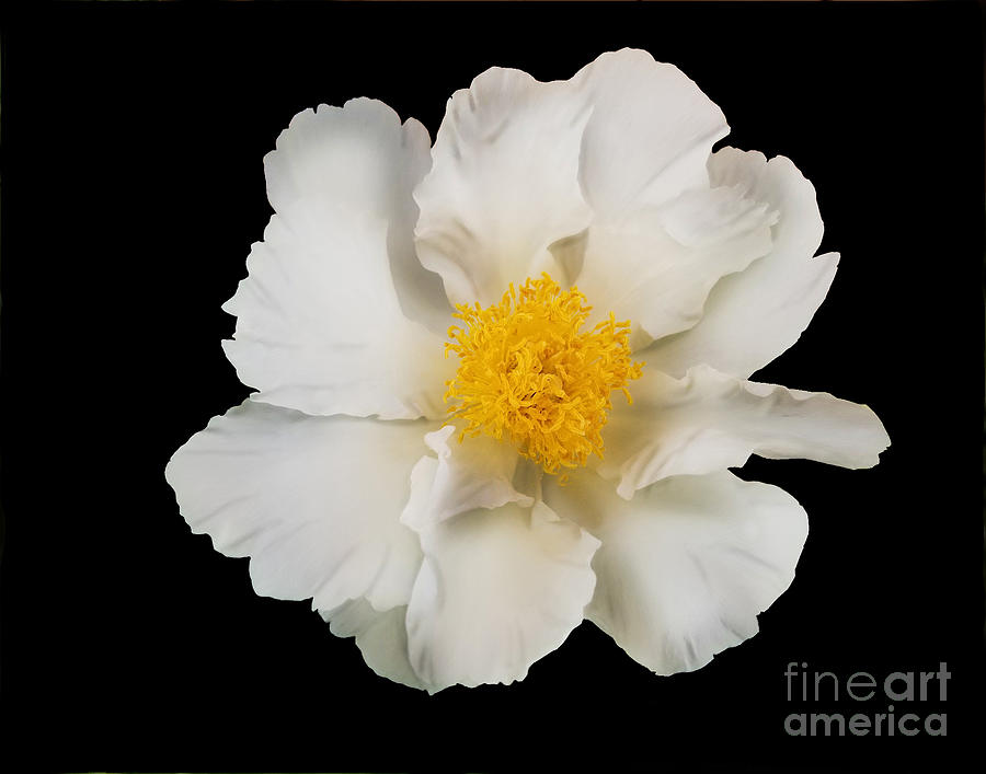 Summer Photograph - Summer Peony by Diane E Berry