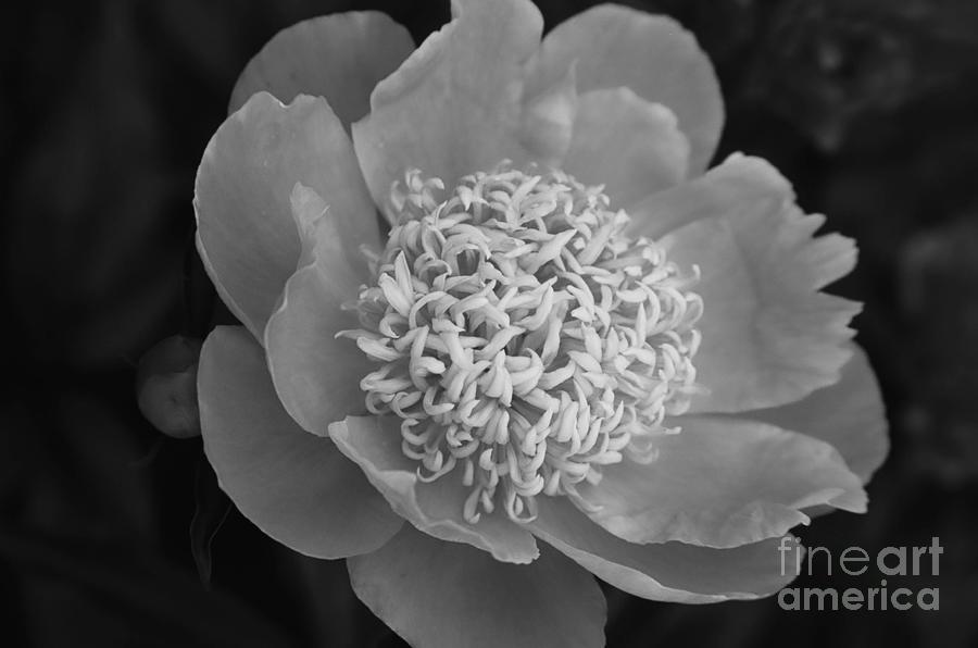 Summer Peony Photograph by Kathy McClure