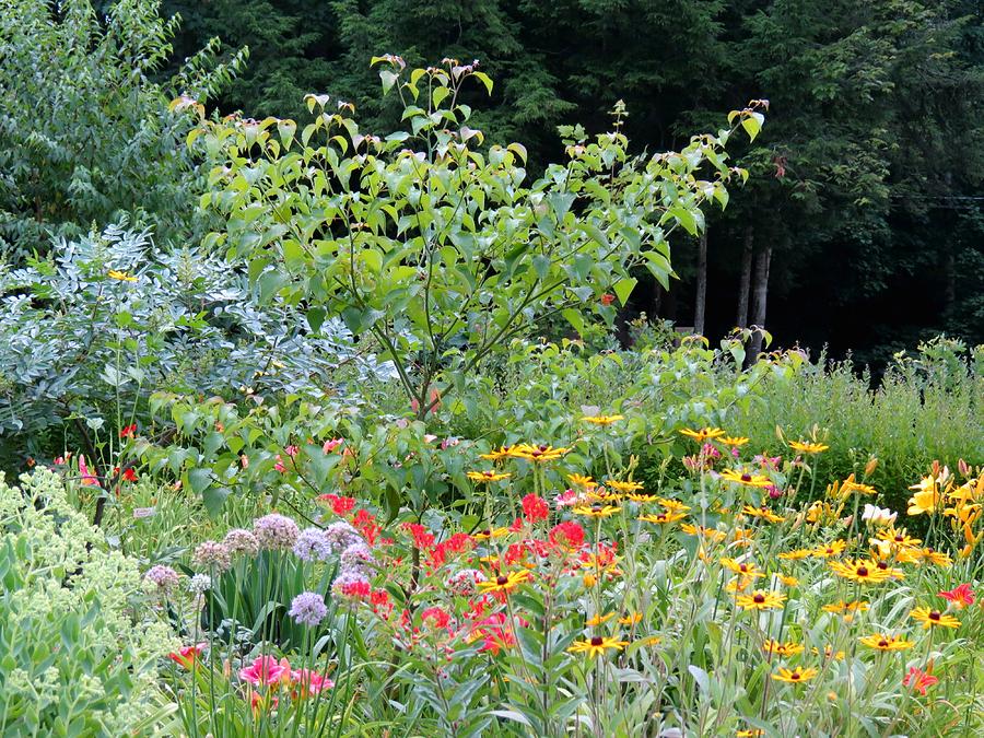 Summer Perennial Garden Photograph by MTBobbins Photography