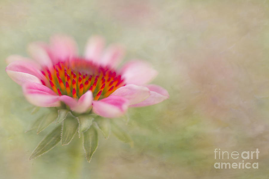 Summer Pink Echinacea Photograph by Susan Gary