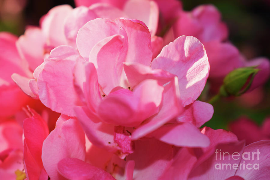 Summer Pink Rose Photograph by Nina Ficur Feenan