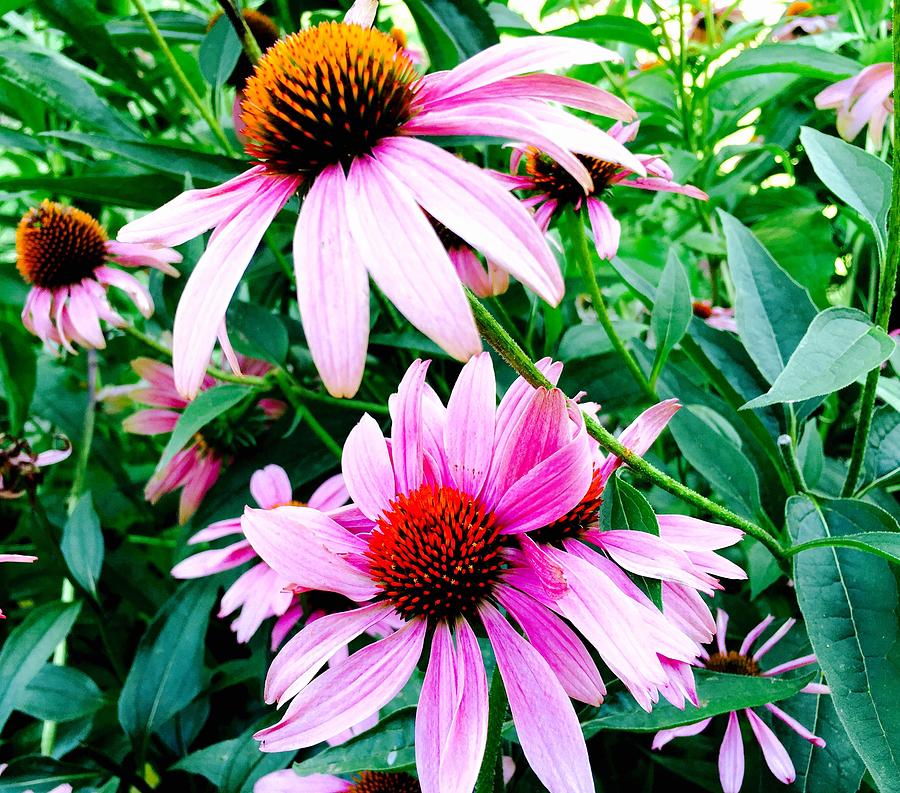 Summer Pinks Photograph by Kristy Wade - Fine Art America