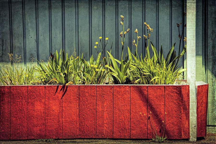 Summer Planter - 365-128 Photograph by Inge Riis McDonald