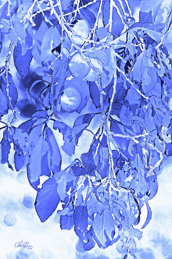 Summer Plums in Blue Photograph by Cheryl Rose - Pixels