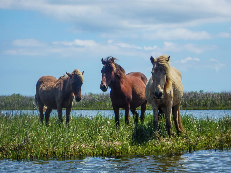 Summer Ponies Photograph by Paula OMalley