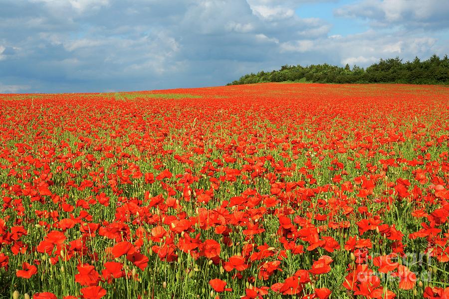 Summer Poppies in England Photograph by David Birchall