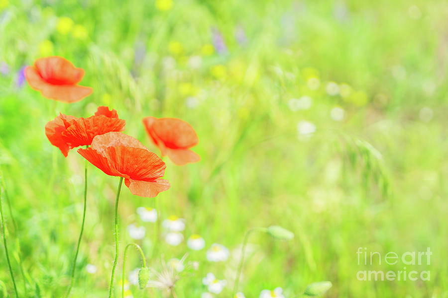 Summer Poppy Filed Photograph by Anastasy Yarmolovich