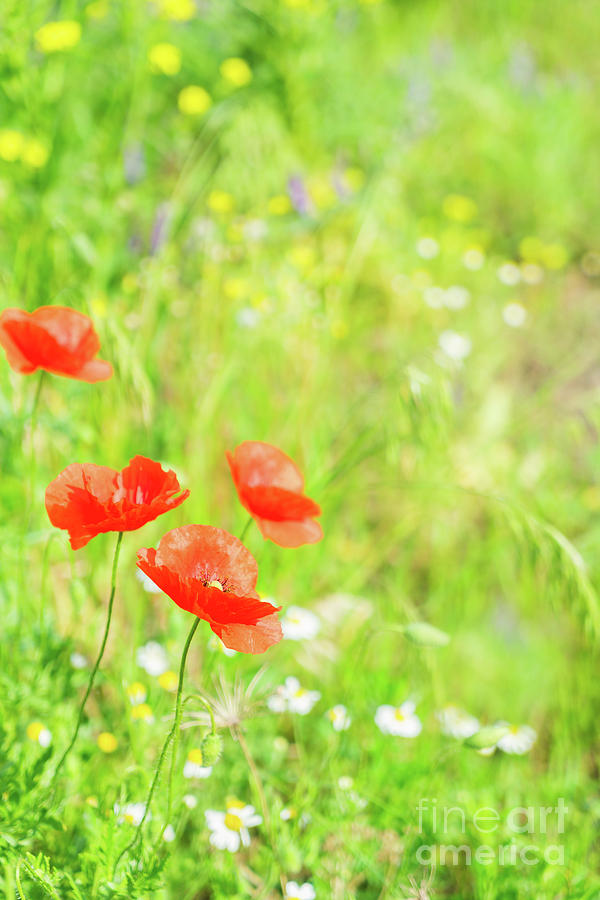Summer Poppyes Photograph by Anastasy Yarmolovich