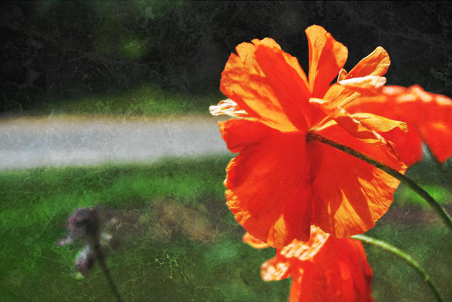 Summer Poppy Textured Photograph by Amanda Jones