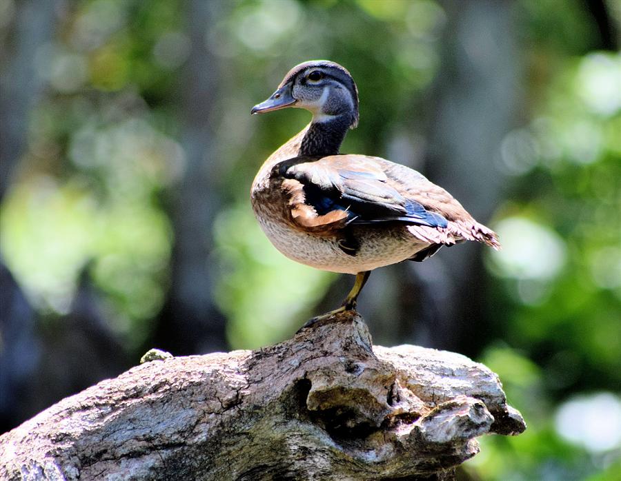 Summer Posed Wood Duck  Photograph by Sheri McLeroy
