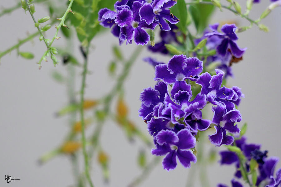 Summer Purple Bloom Photograph