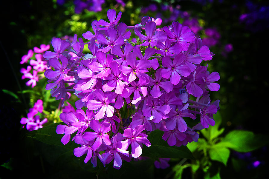 Summer Purple Photograph by Milena Ilieva