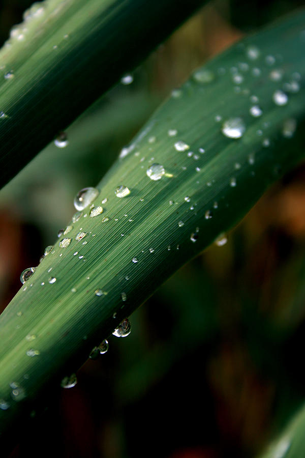 Summer Rain Photograph By Alexandra Harrell - Fine Art America