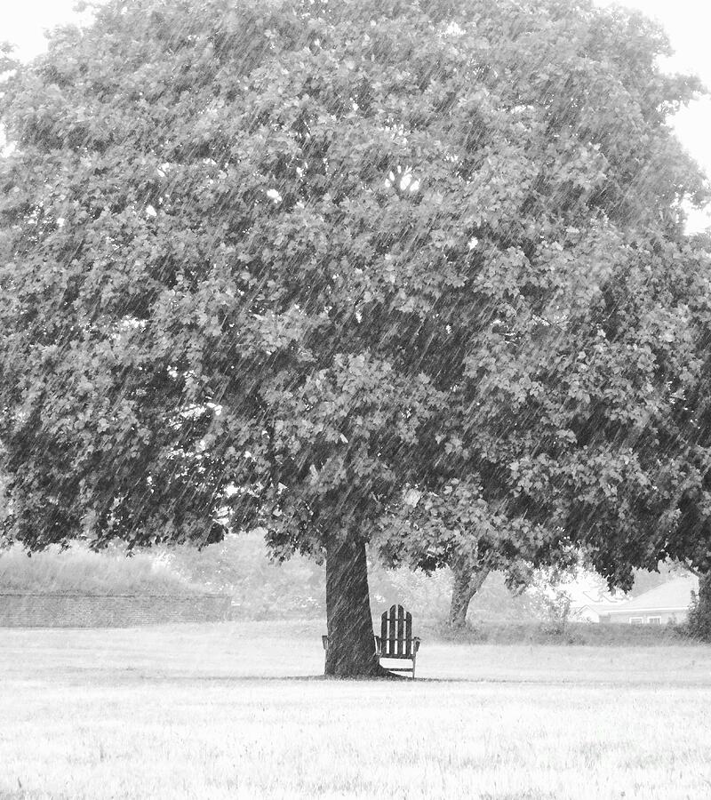 Tree Photograph - Summer Rain by Mioara Andritoiu