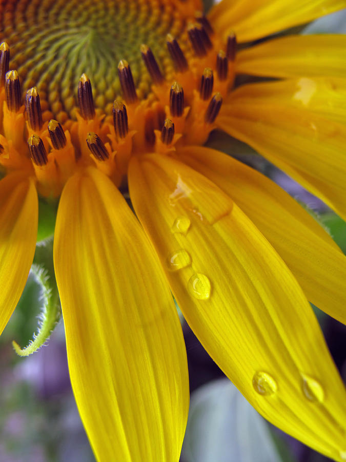 Summer Rain on Sunflower Photograph by Barbara McDevitt
