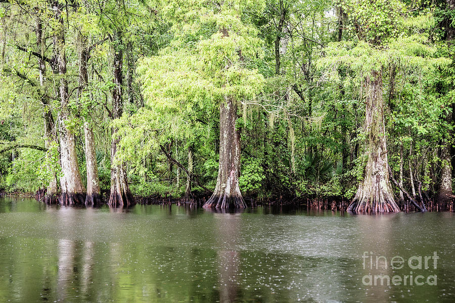 Summer Rain on the Bayou Photograph by Scott Pellegrin