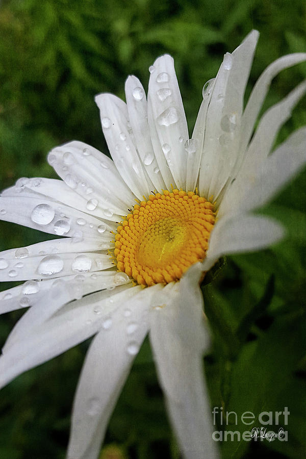 Summer Rain Photograph by Rebecca Langen