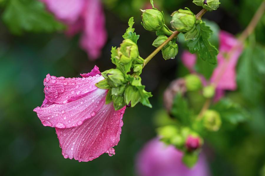 Summer Rain Rose Of Sharon Photograph by Terry DeLuco