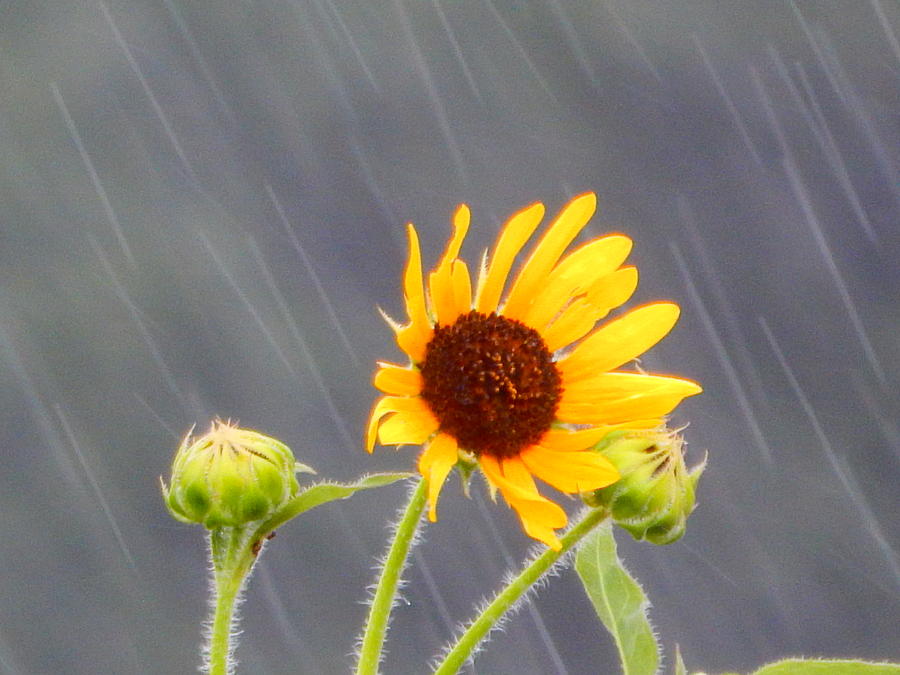 Summer Rain Photograph by Virginia White