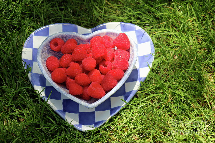 Summer Raspberries Photograph by Alice Terrill