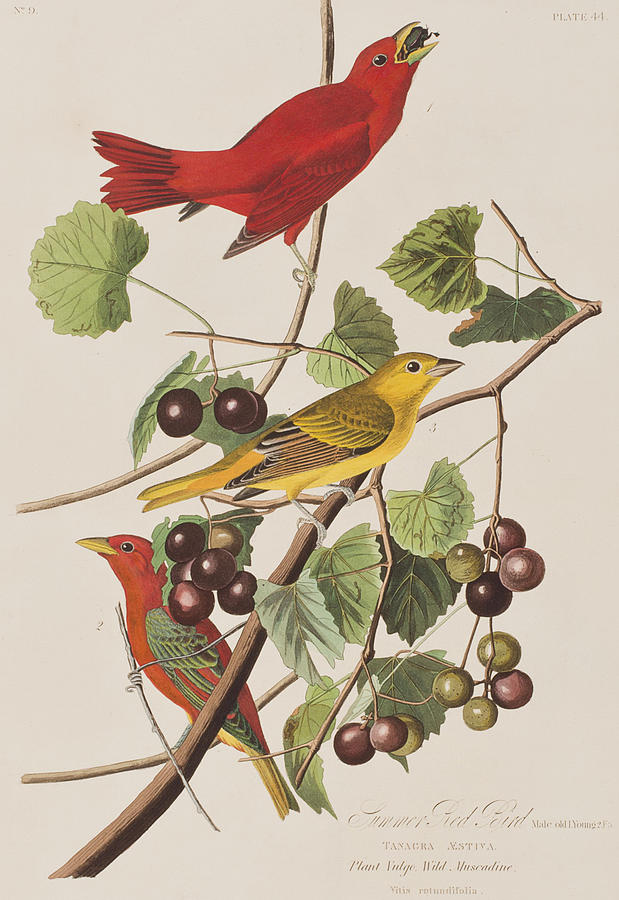 John James Audubon Painting - Summer Red Bird by John James Audubon