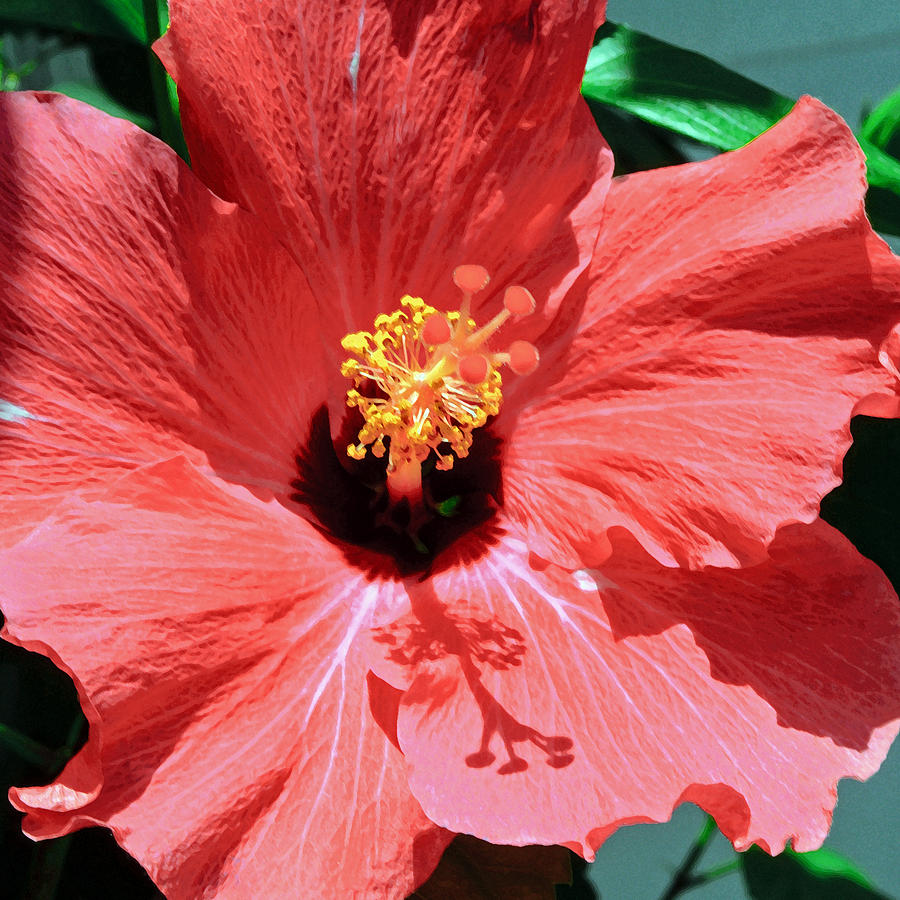 Summer Red Hibiscus Photograph by Tikvahs Hope