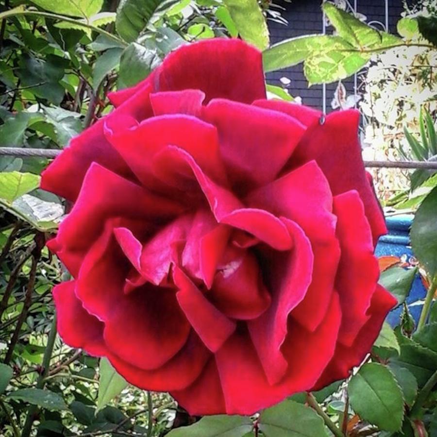 Redrose Photograph - Summer Red Rose   by Valerie Shinn