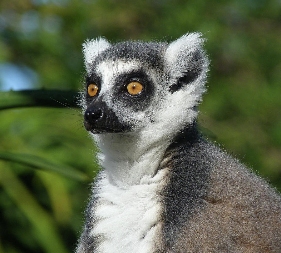 Summer Ring-tailed Lemur Photograph by Margaret Saheed