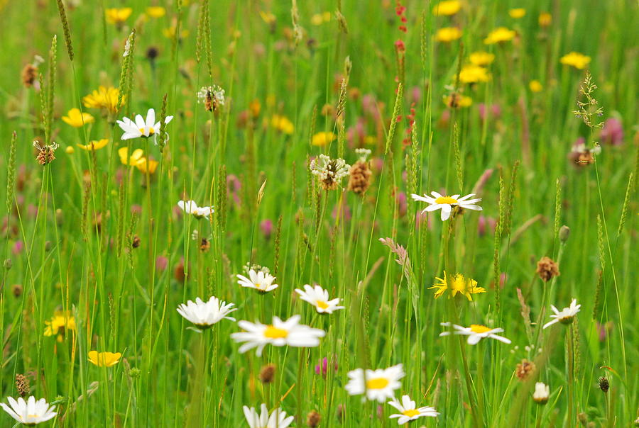 Summer River Meadow Photograph by Susan White