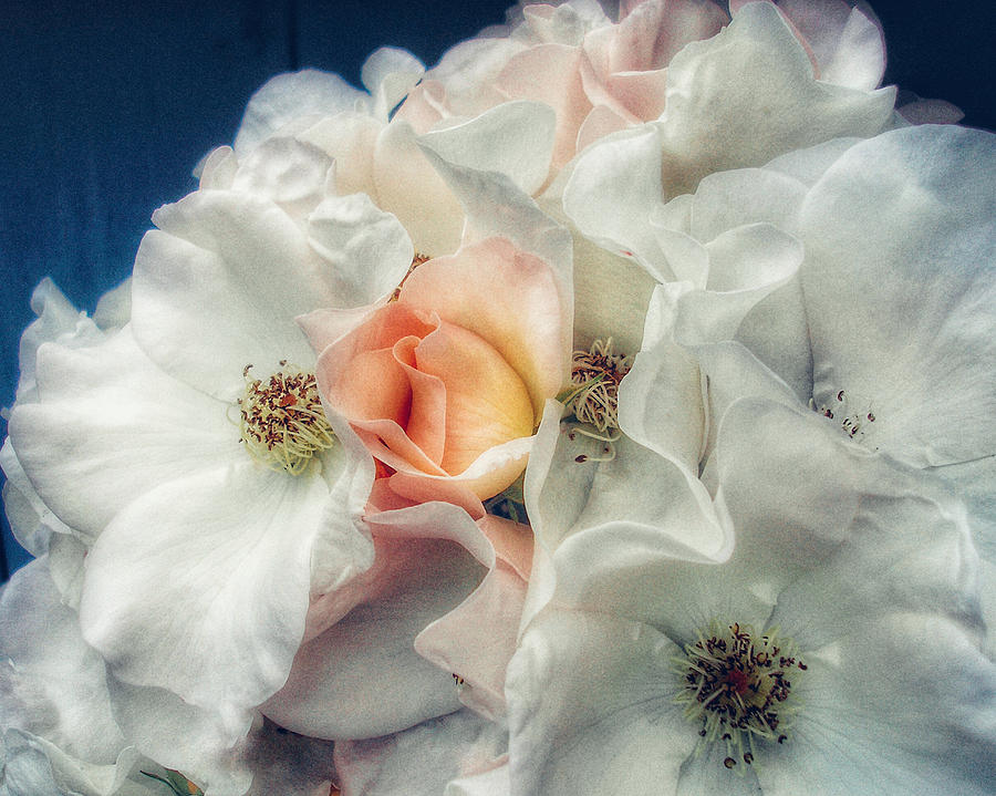 Flowers Still Life Photograph - Summer Romance  by Connie Handscomb