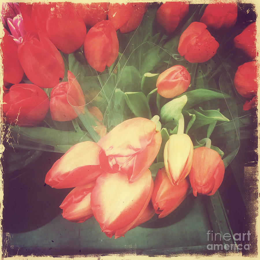 Summer Romance - Rosy Red Tulips Photograph by Miriam Danar