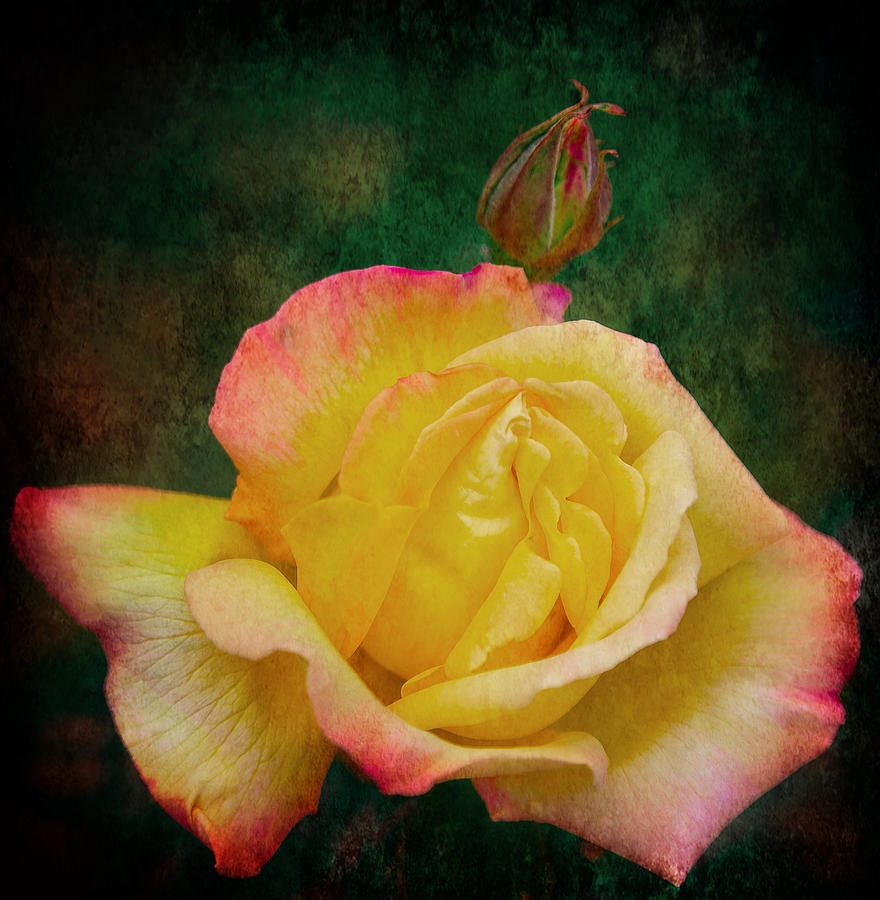 Summer Rose 3 v5 Photograph by Alex Art Ireland - Fine Art America