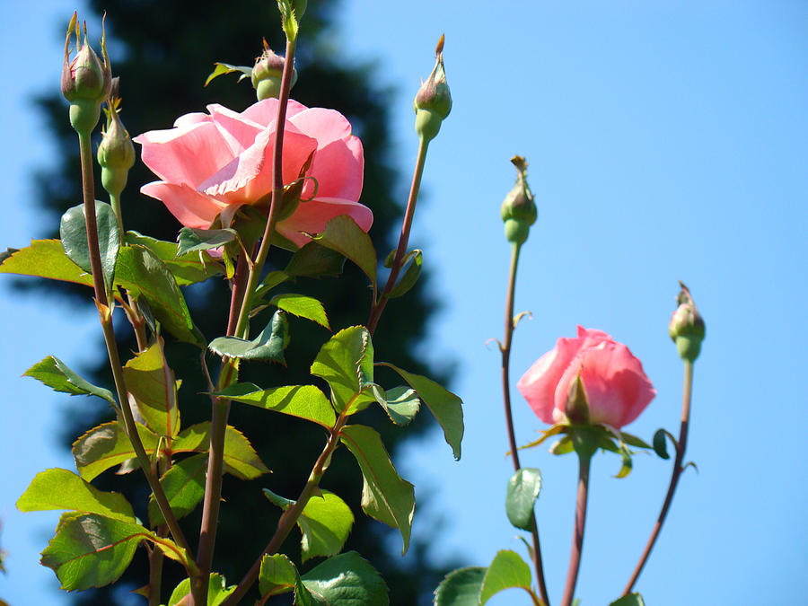 Summer Rose Flower Garden Blue Sky Photograph by Patti Baslee