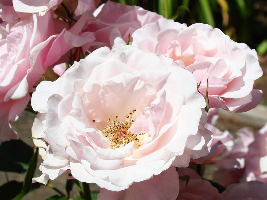 Summer Rose Garden Pink Flowers Baslee Troutman Photograph by Patti Baslee