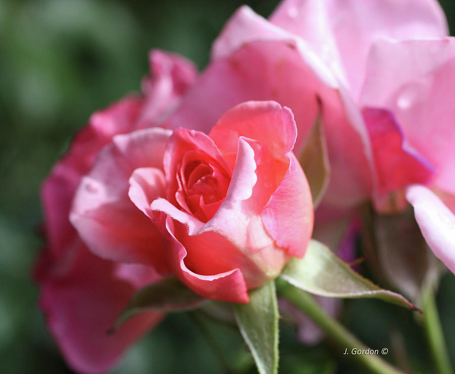 Summer Roses 2 Photograph by Julie Gordon - Fine Art America