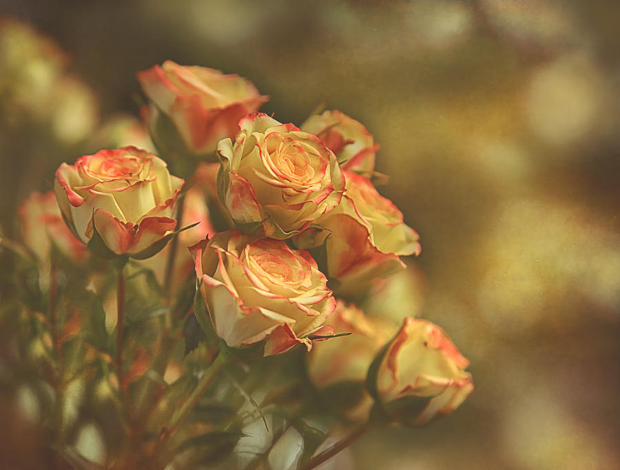 Summer Roses #2 Photograph by Pat Abbott