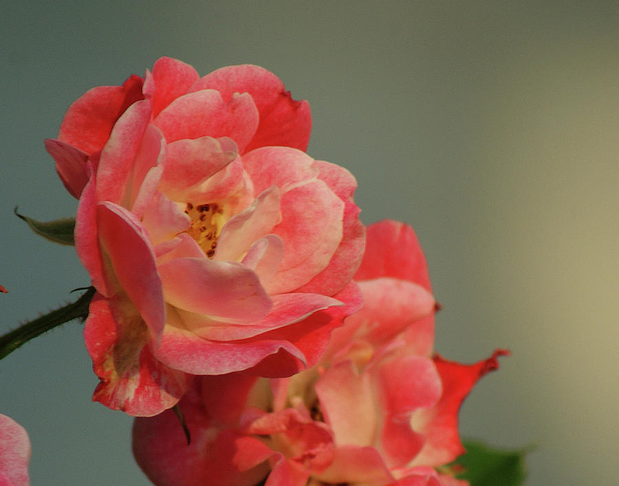 Summer Roses Photograph by Margie Avellino