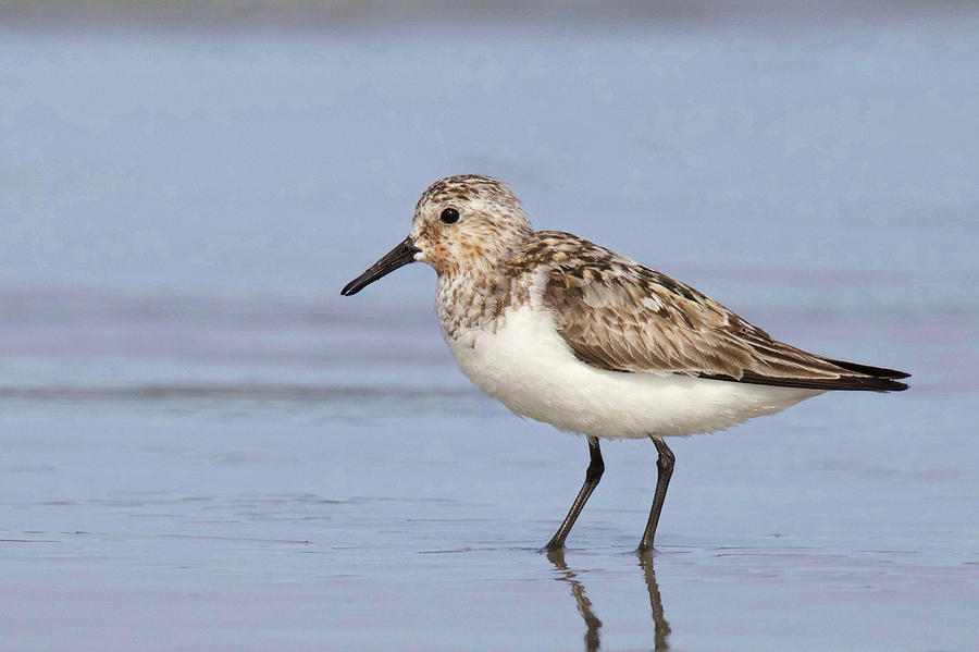 Summer Sanderling Photograph by Sue Feldberg - Fine Art America