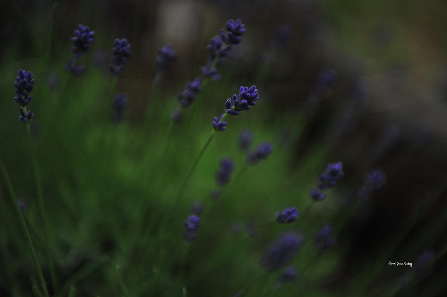 Summer Scent of Lavender Photograph by Randi Grace Nilsberg