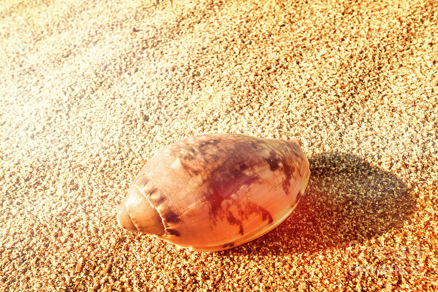 Summer sea shells Photograph by Jorgo Photography