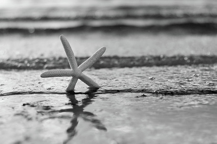 Summer Sea Star black and white Photograph by Laura Fasulo