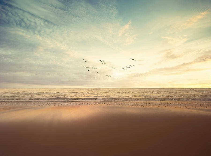 Summer Photograph - Summer Seagulls by Cross Version
