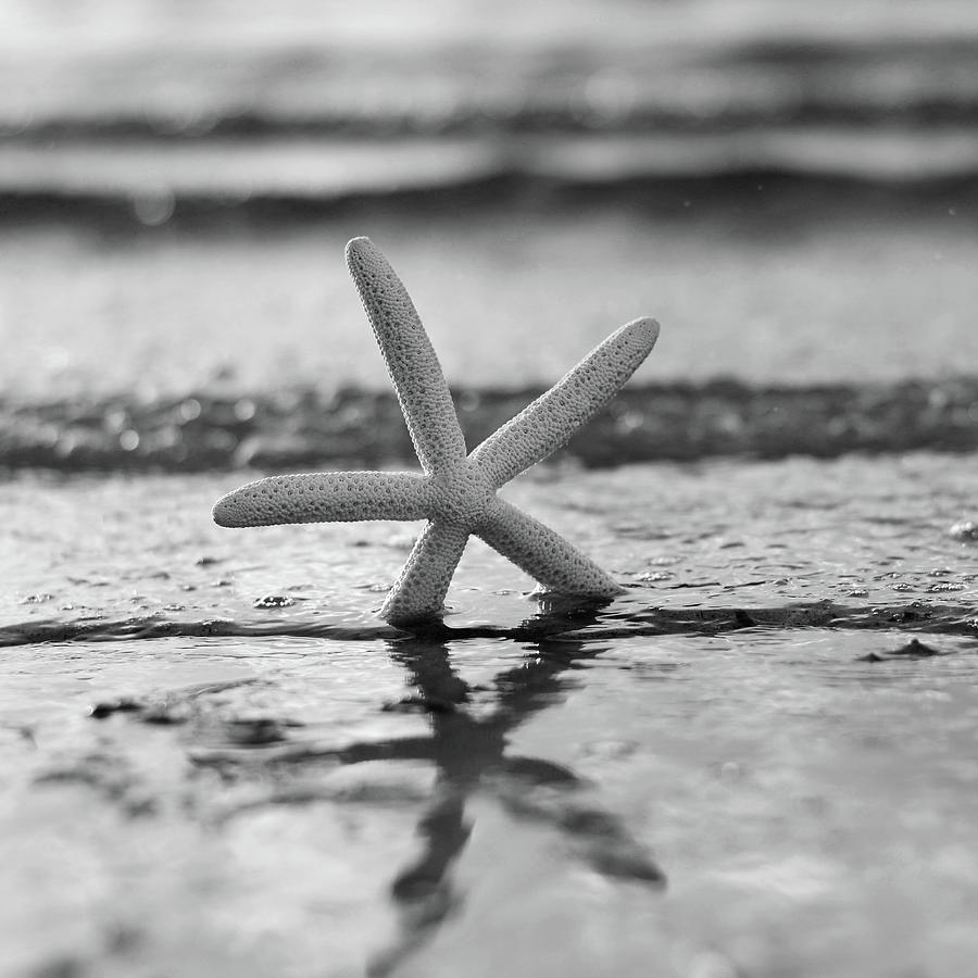 Summer Seastar Square black and white Photograph by Laura Fasulo