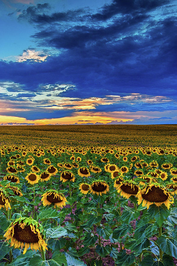 Summer Skies In Colorado Photograph by John De Bord