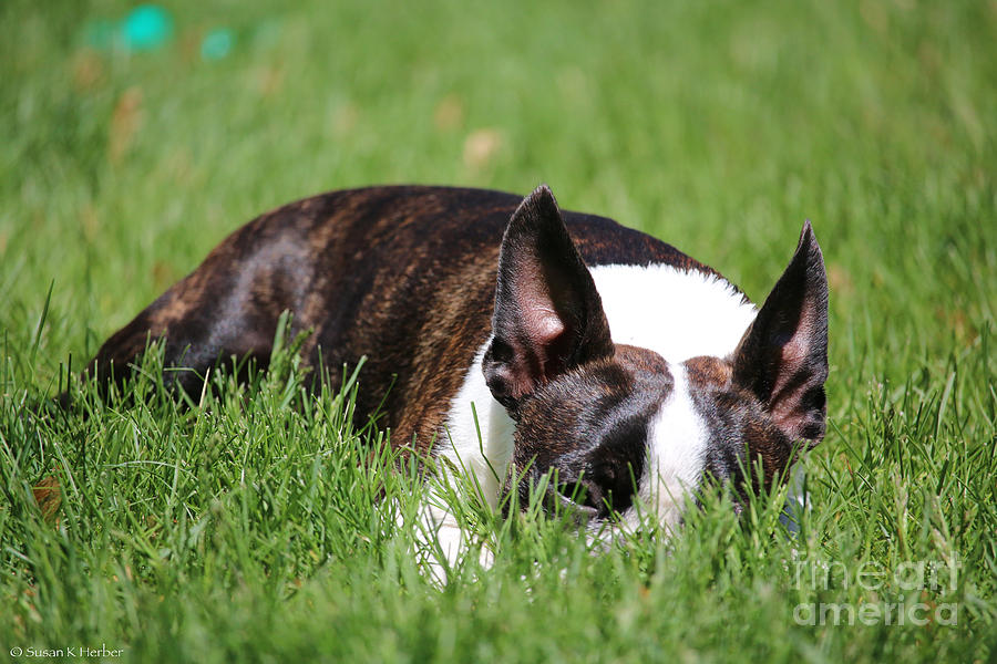 Summer Snooze Photograph by Susan Herber