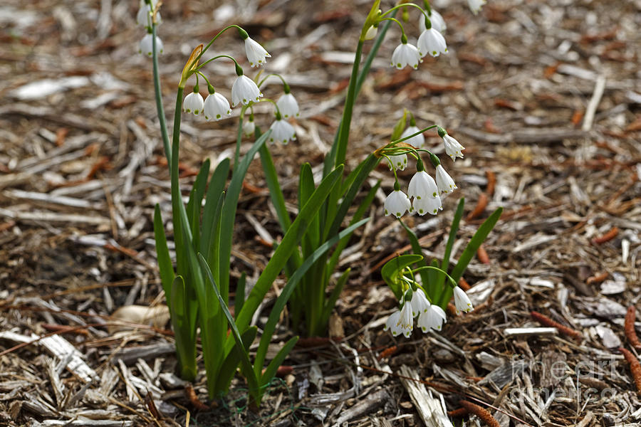 Summer snowflake blooms in early spring Photograph by Louise Heusinkveld