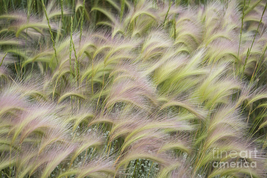 Summer Soft Foxtail Barley Photograph by The Forests Edge Photography - Diane Sandoval